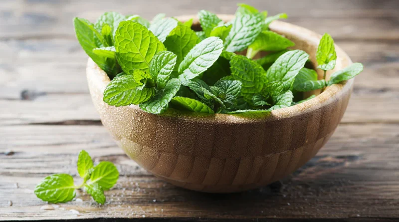 Learn about the health benefits of mint_the life