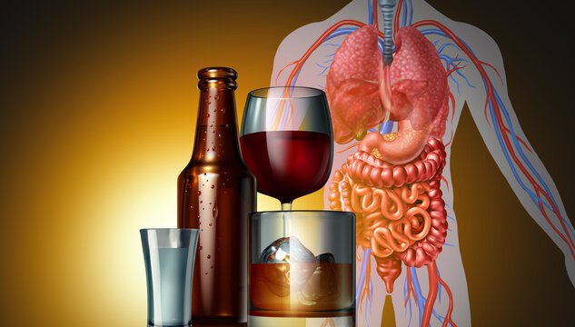 Changes-in-the-Body-When-Drinking-Alcohol
