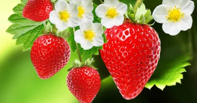 The Nutritional Powerhouse-Unveiling-the-Superfood-Potential-of-Strawberries