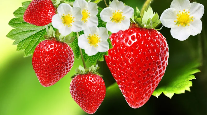 The Nutritional Powerhouse-Unveiling-the-Superfood-Potential-of-Strawberries