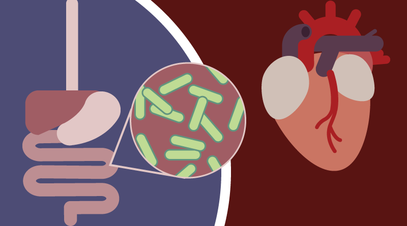 Gut-bacteria-and-heart