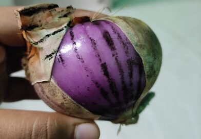 black-mold-around-onion-is-it-good-to-eat